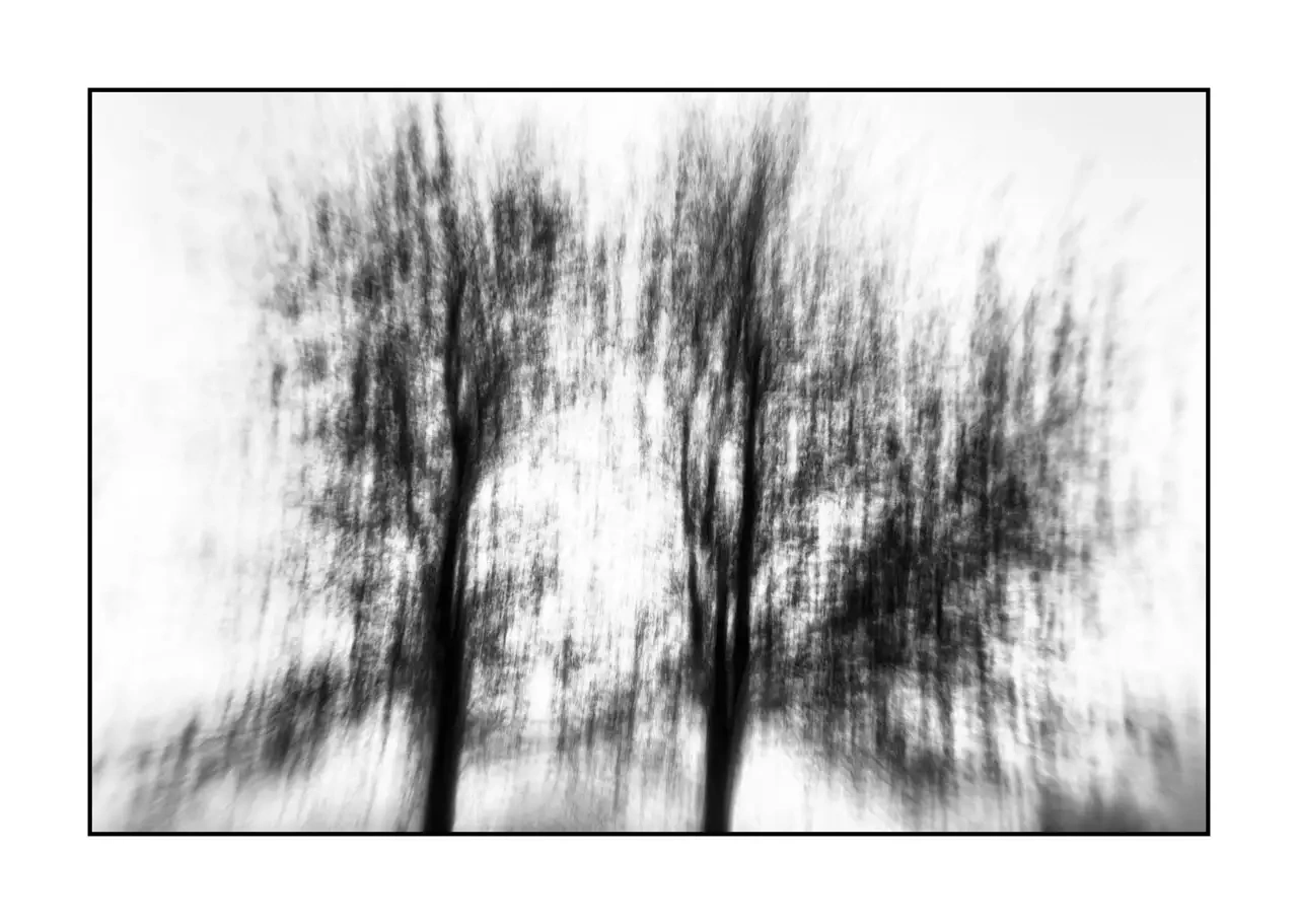 impression/011-murmures-du-temps/en/02-tree-black-and-white-blurry-2320-32I
