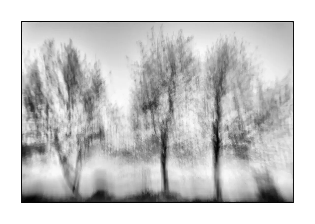 impression/011-murmures-du-temps/fr/03-arbre-en-noir-et-blanc-flou-style-impression-2321-32I