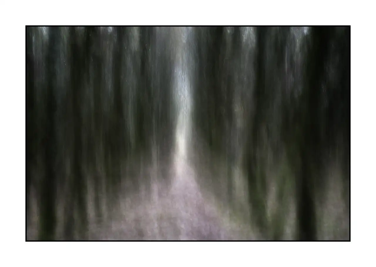 impression/013-les-ames-des-sous-bois/en/01-tree-color-blurry-2329-32I