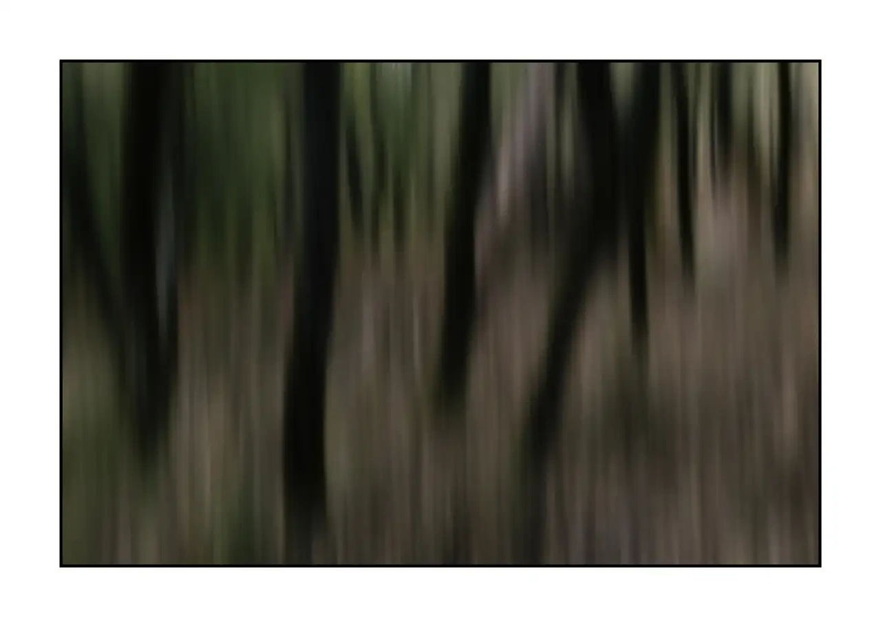 impression/013-les-ames-des-sous-bois/en/07-tree-color-blurry-2335-32I
