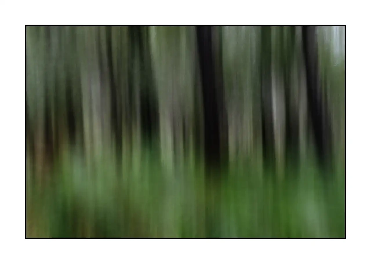 impression/013-les-ames-des-sous-bois/en/09-tree-color-blurry-2337-32I