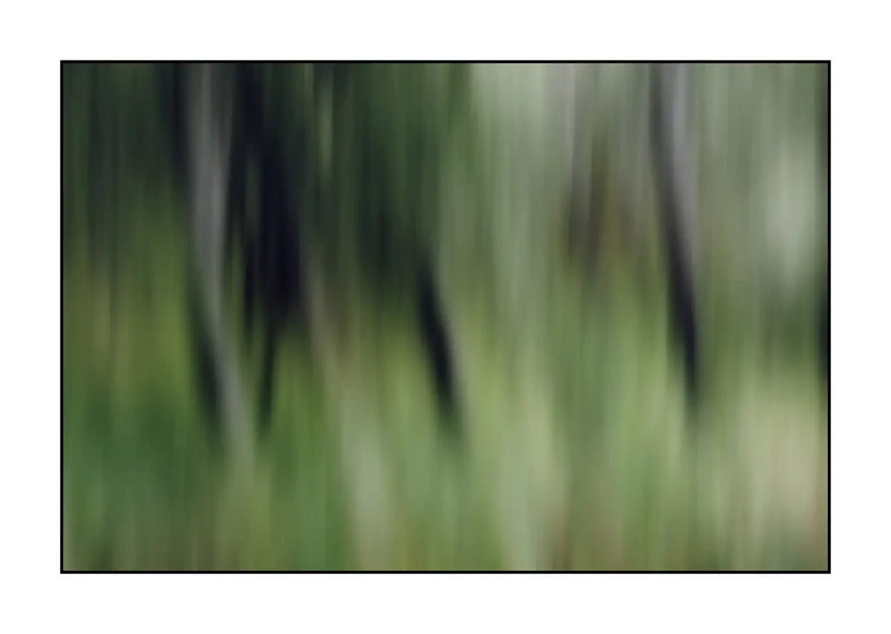 impression/013-les-ames-des-sous-bois/en/10-tree-color-blurry-2338-32I
