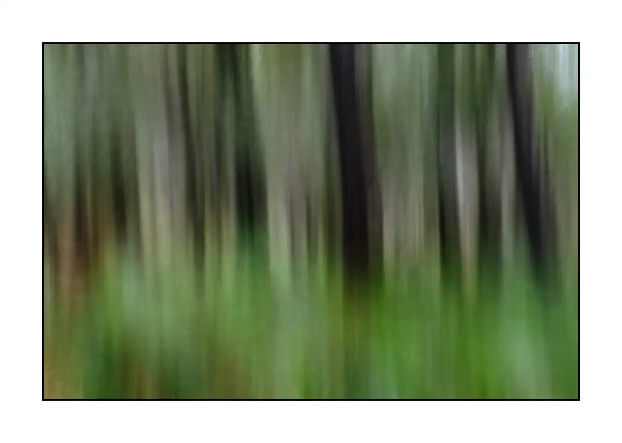 impression/013-les-ames-des-sous-bois/fr/09-arbre-en-couleur-flou-style-impression-2337-32I