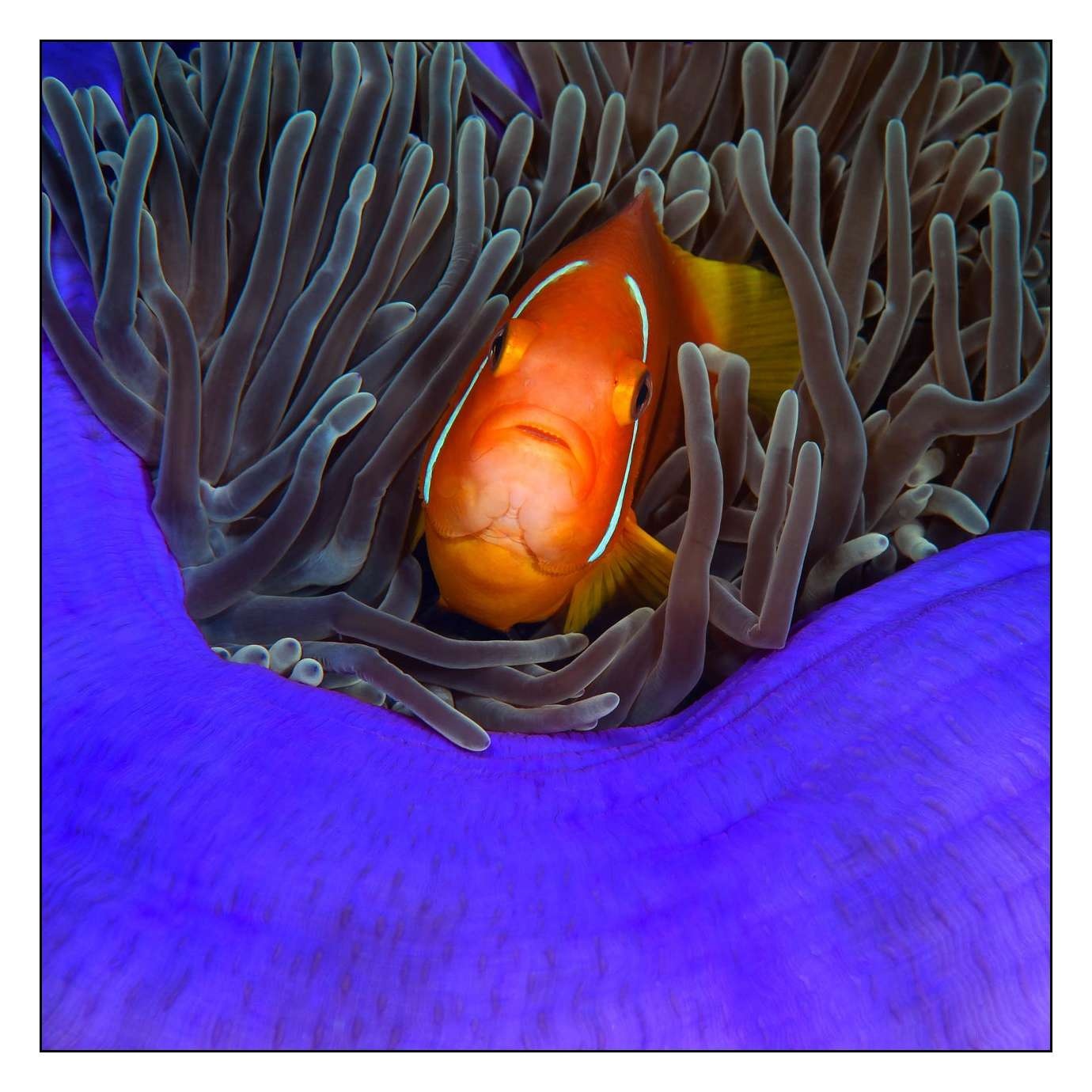 lumieres-et-couleurs/004-poissons-clowns/en/08-130323MAL1094C