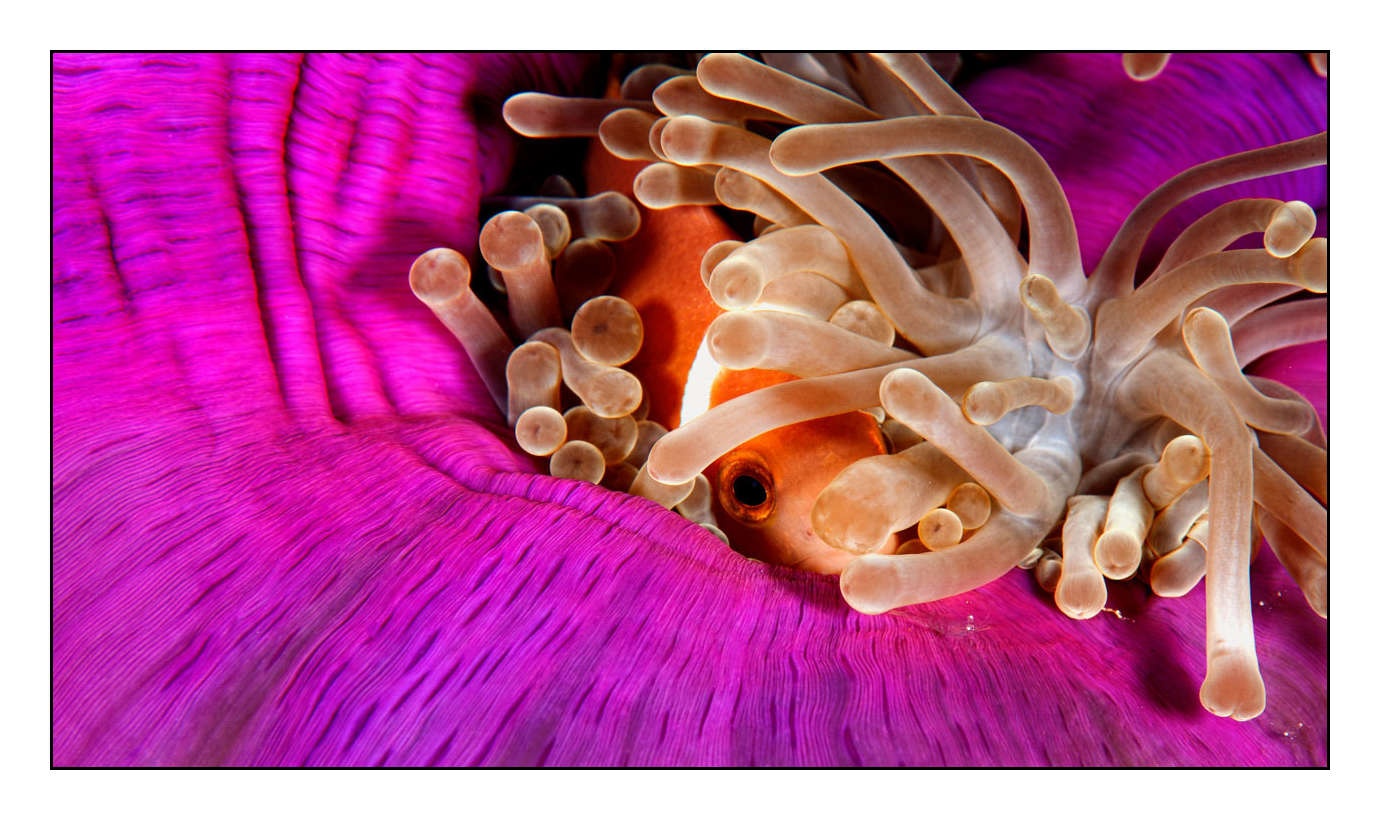 lumieres-et-couleurs/004-poissons-clowns/en/10-140427MAL0273C