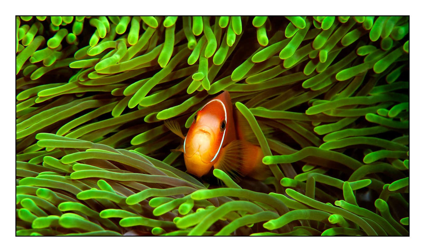 lumieres-et-couleurs/004-poissons-clowns/en/12-130323MAL0741C