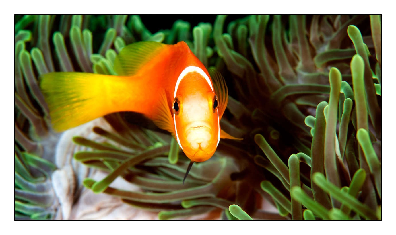 lumieres-et-couleurs/004-poissons-clowns/en/13-130323MAL0880C