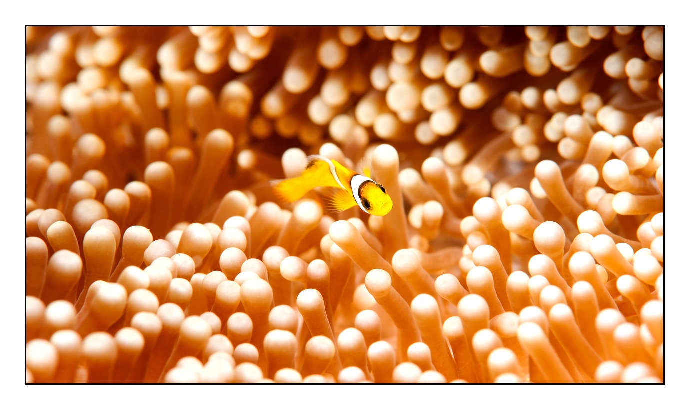 lumieres-et-couleurs/004-poissons-clowns/en/26-140326SOU0560C
