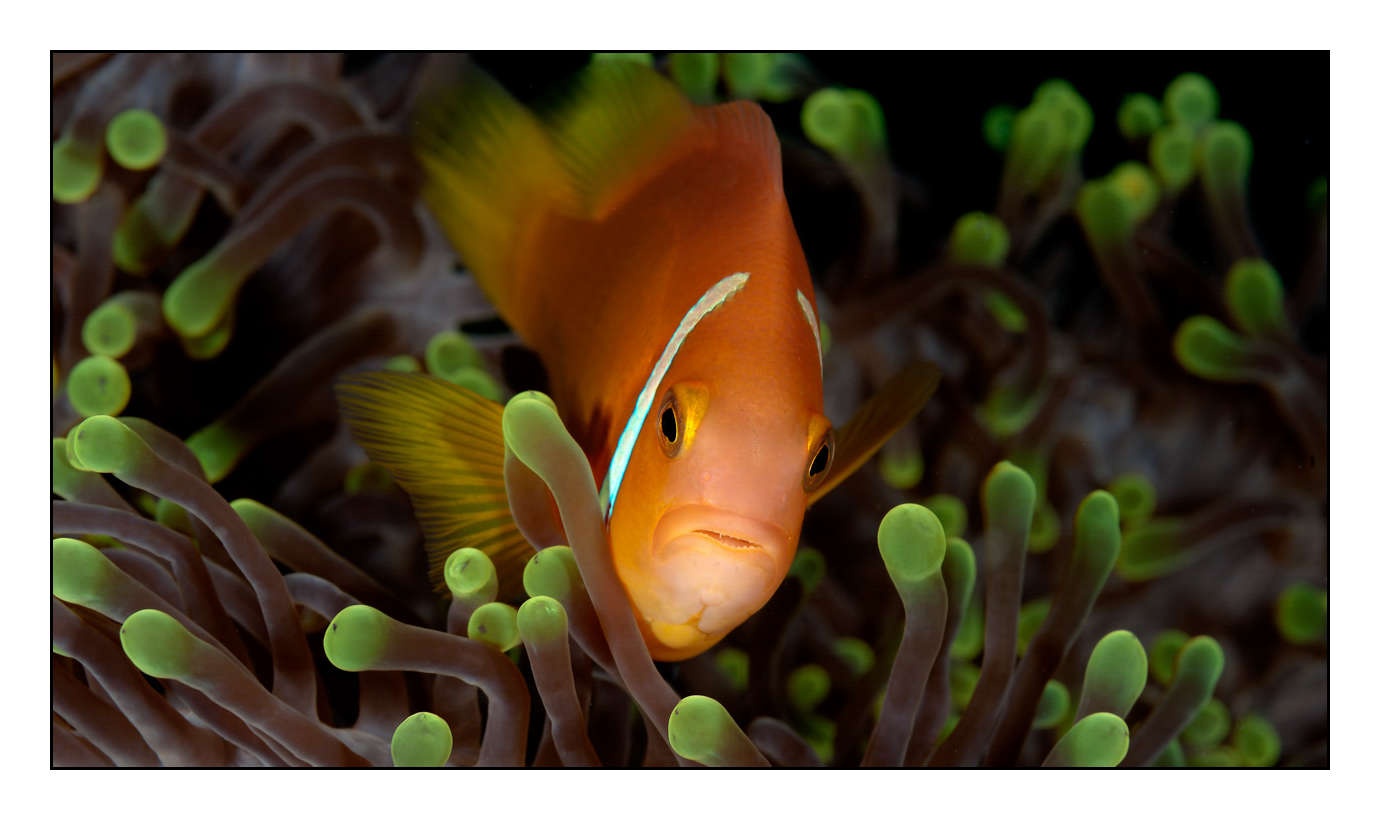 lumieres-et-couleurs/004-poissons-clowns/en/28-150411MAL0117C