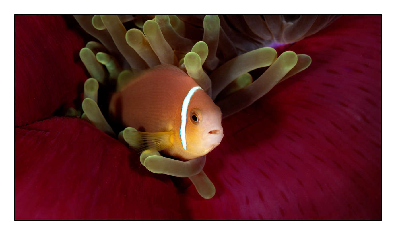 lumieres-et-couleurs/004-poissons-clowns/fr/31-150411MAL0120C