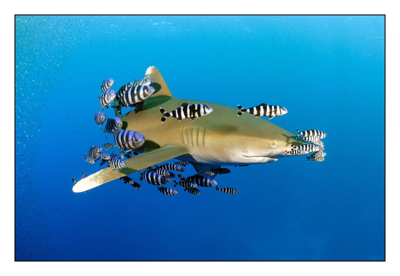 lumieres-et-couleurs/005-grands-animaux-marins/edition-limitee/en/06-090628EGYBDE0488