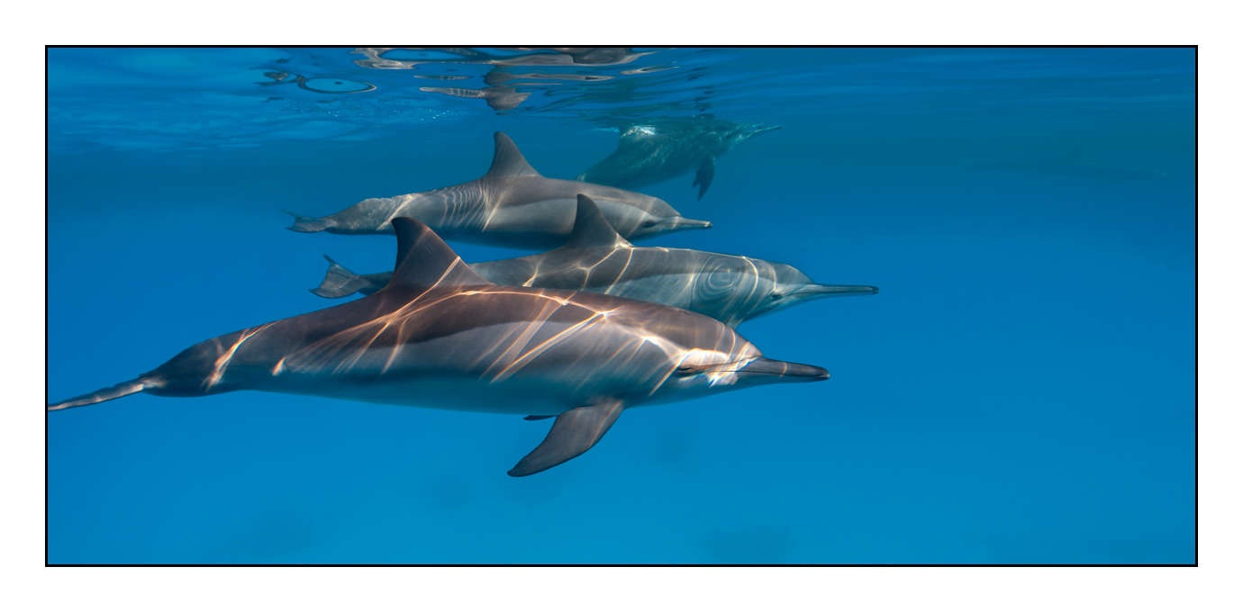 lumieres-et-couleurs/005-grands-animaux-marins/edition-limitee/en/16-140906EGYSJO0576C