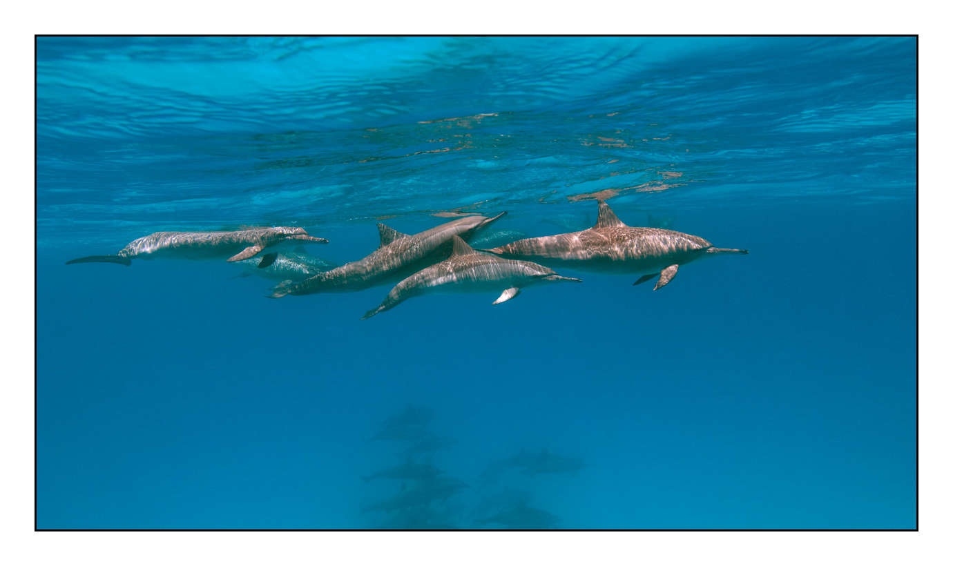 lumieres-et-couleurs/005-grands-animaux-marins/en/15-100613EGYHAM0616C