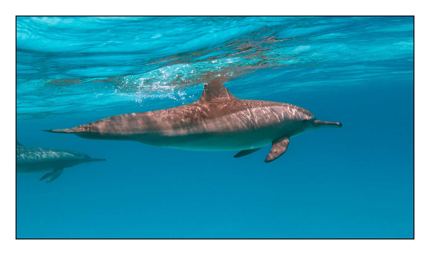 lumieres-et-couleurs/005-grands-animaux-marins/en/17-100613EGYHAM0627C
