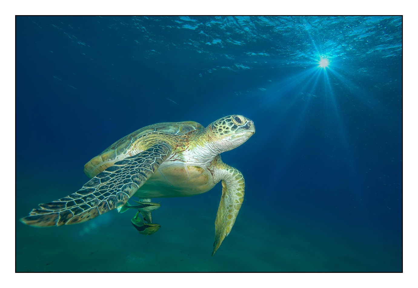 lumieres-et-couleurs/005-grands-animaux-marins/fr/09-150912EGYMAR0362C