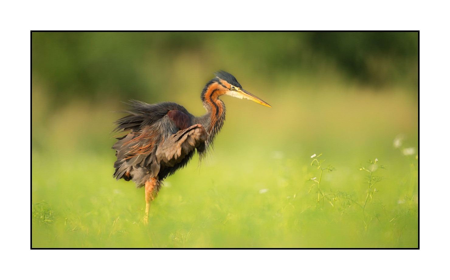 lumieres-et-couleurs/013-herons-pourpres/fr/01-heron-pourpre-160528DOMWIL0238
