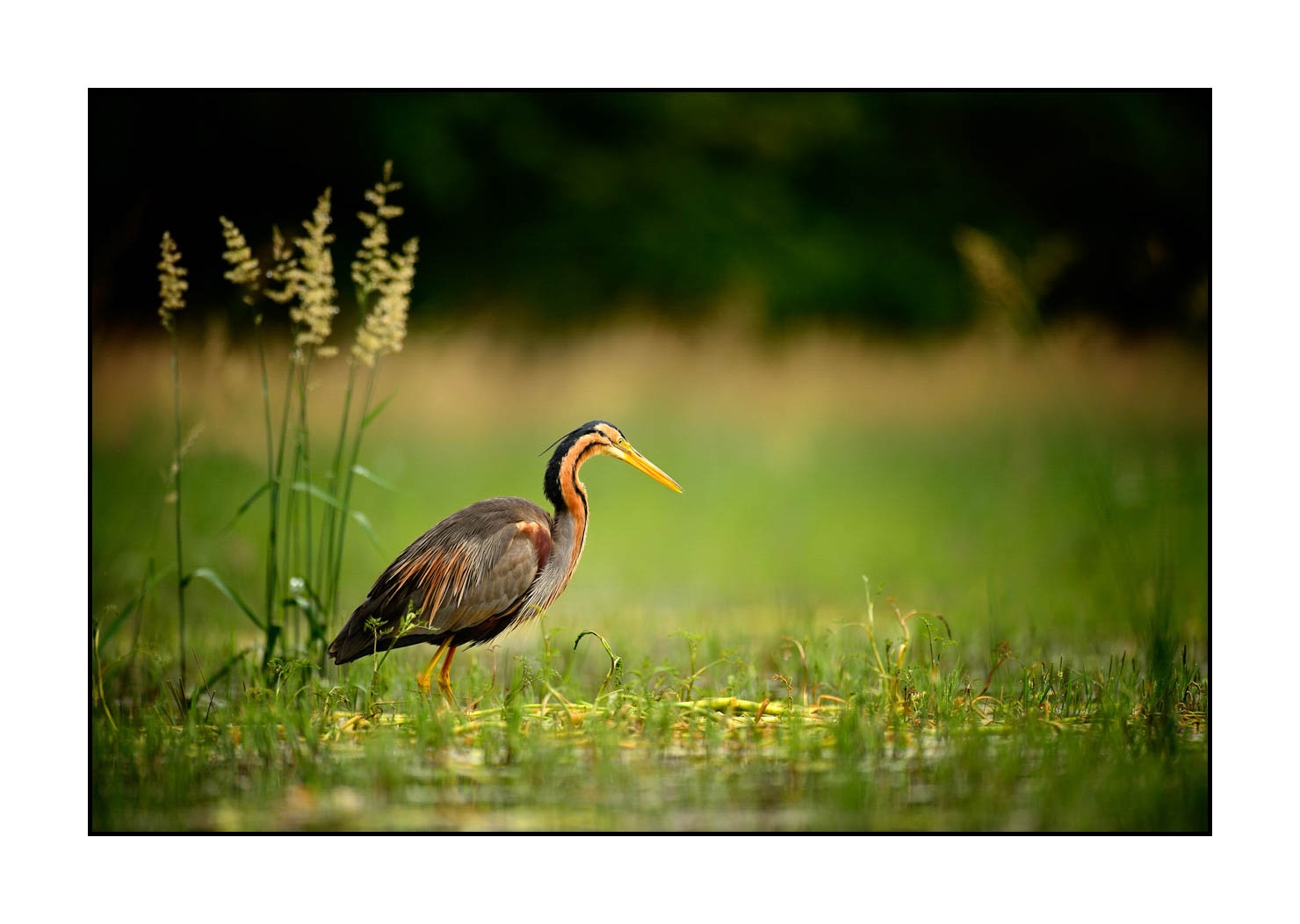 lumieres-et-couleurs/013-herons-pourpres/fr/02-heron-pourpre-160528DOMWIL0035