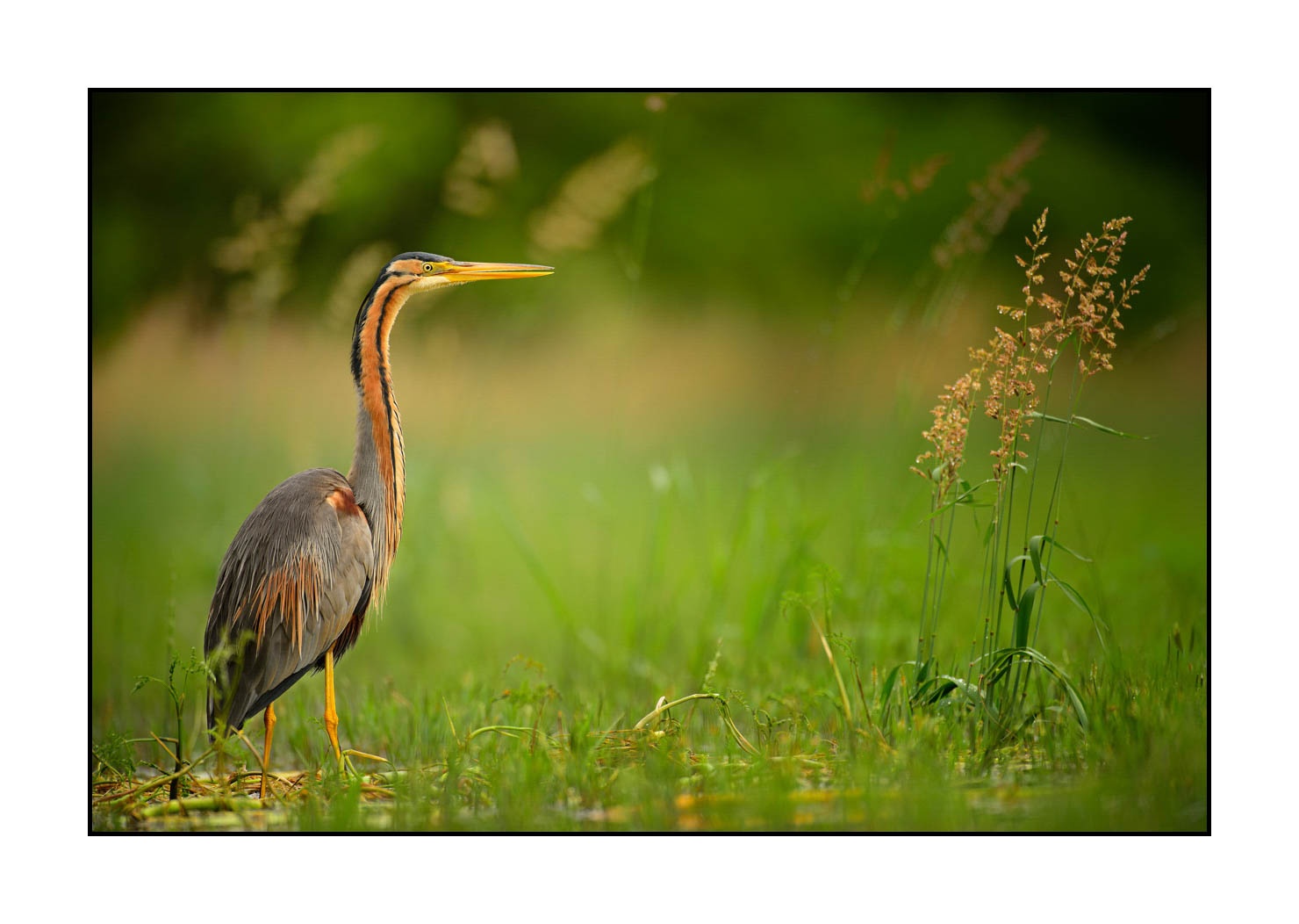 lumieres-et-couleurs/013-herons-pourpres/fr/03-heron-pourpre-160528DOMWIL0074