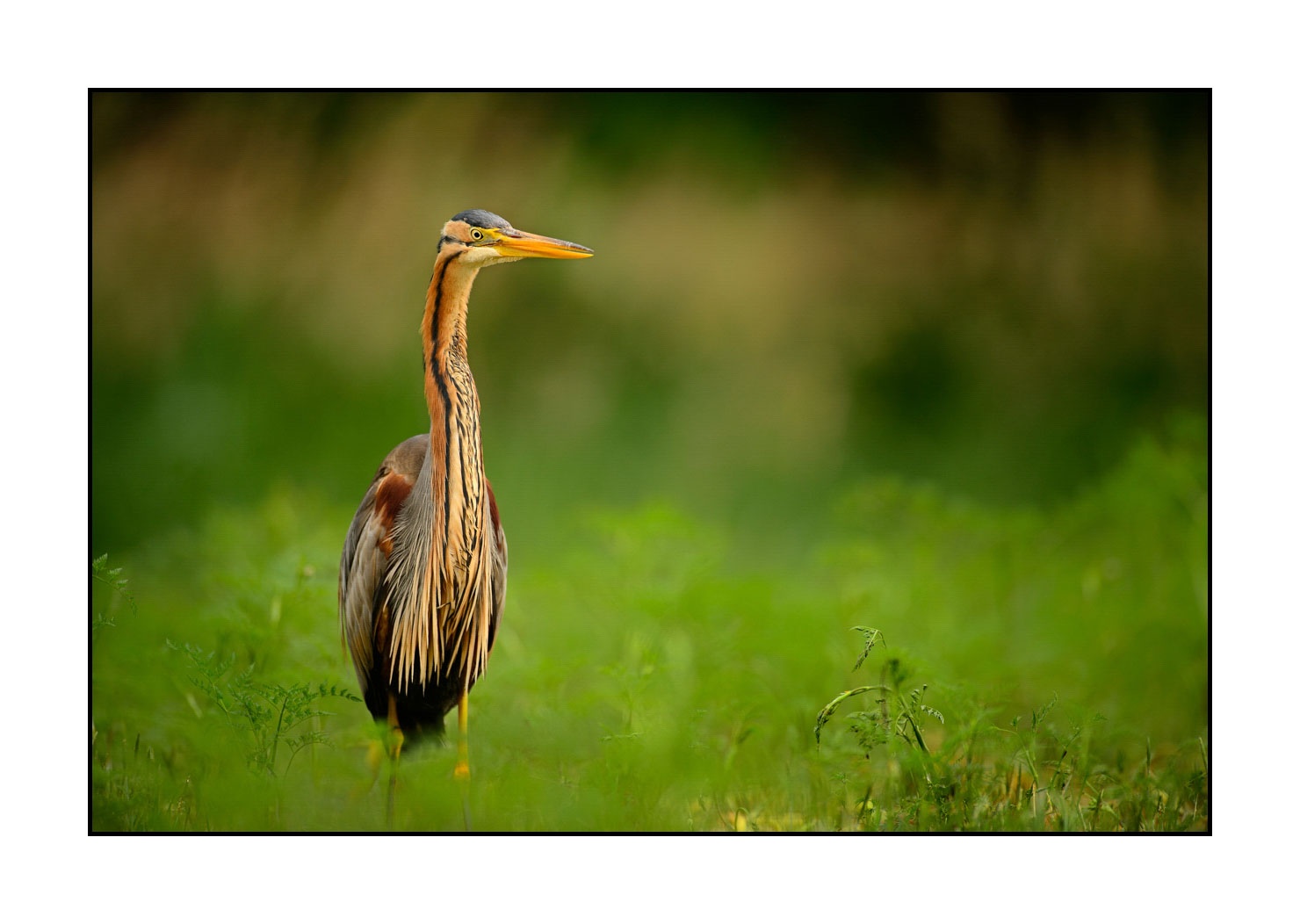 lumieres-et-couleurs/013-herons-pourpres/fr/04-heron-pourpre-160528DOMWIL0118