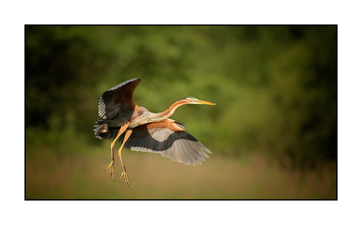lumieres-et-couleurs/013-herons-pourpres/fr/05-heron-pourpre-160528DOMWIL0163