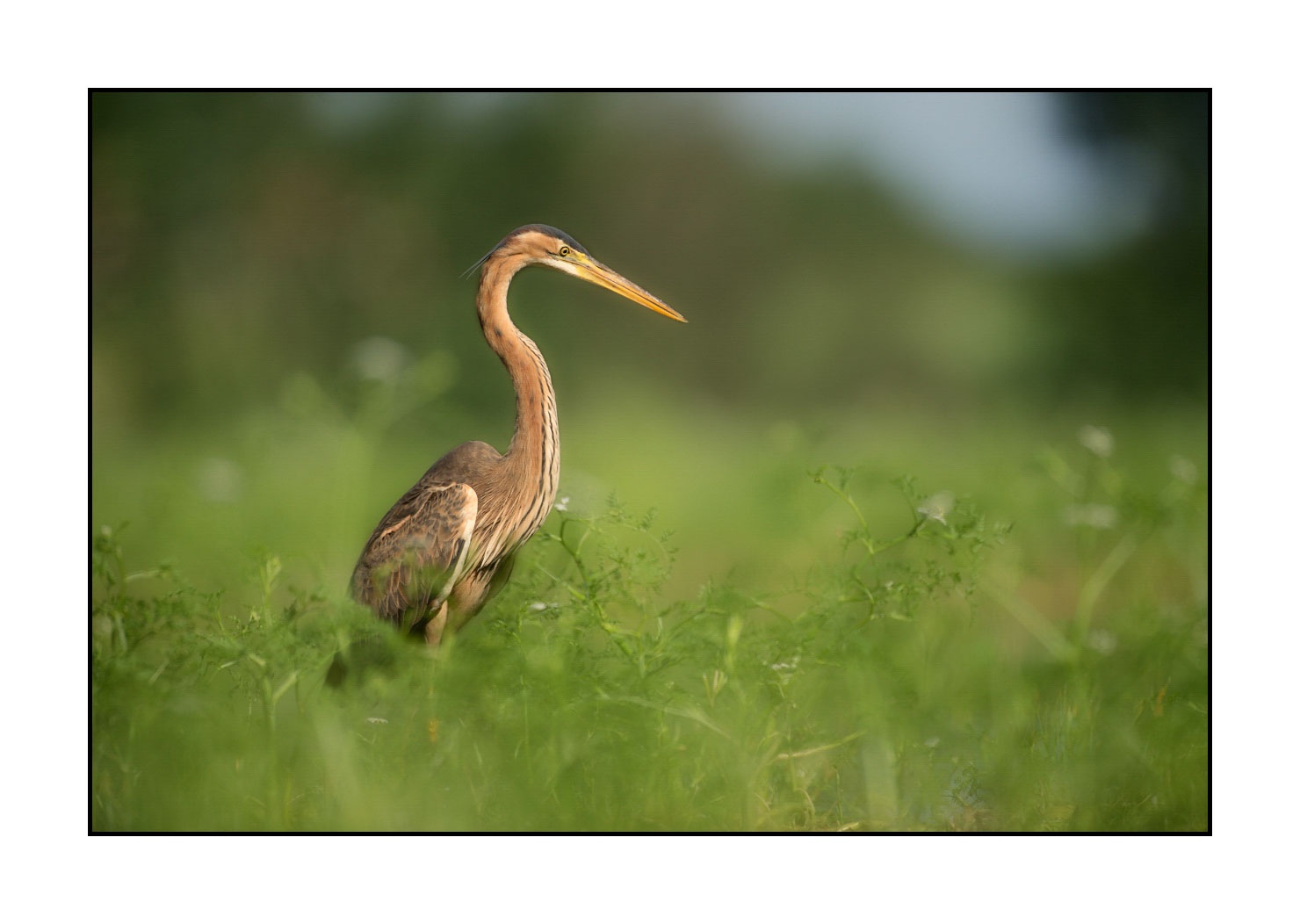 lumieres-et-couleurs/013-herons-pourpres/fr/07-heron-pourpre-160528DOMWIL0255