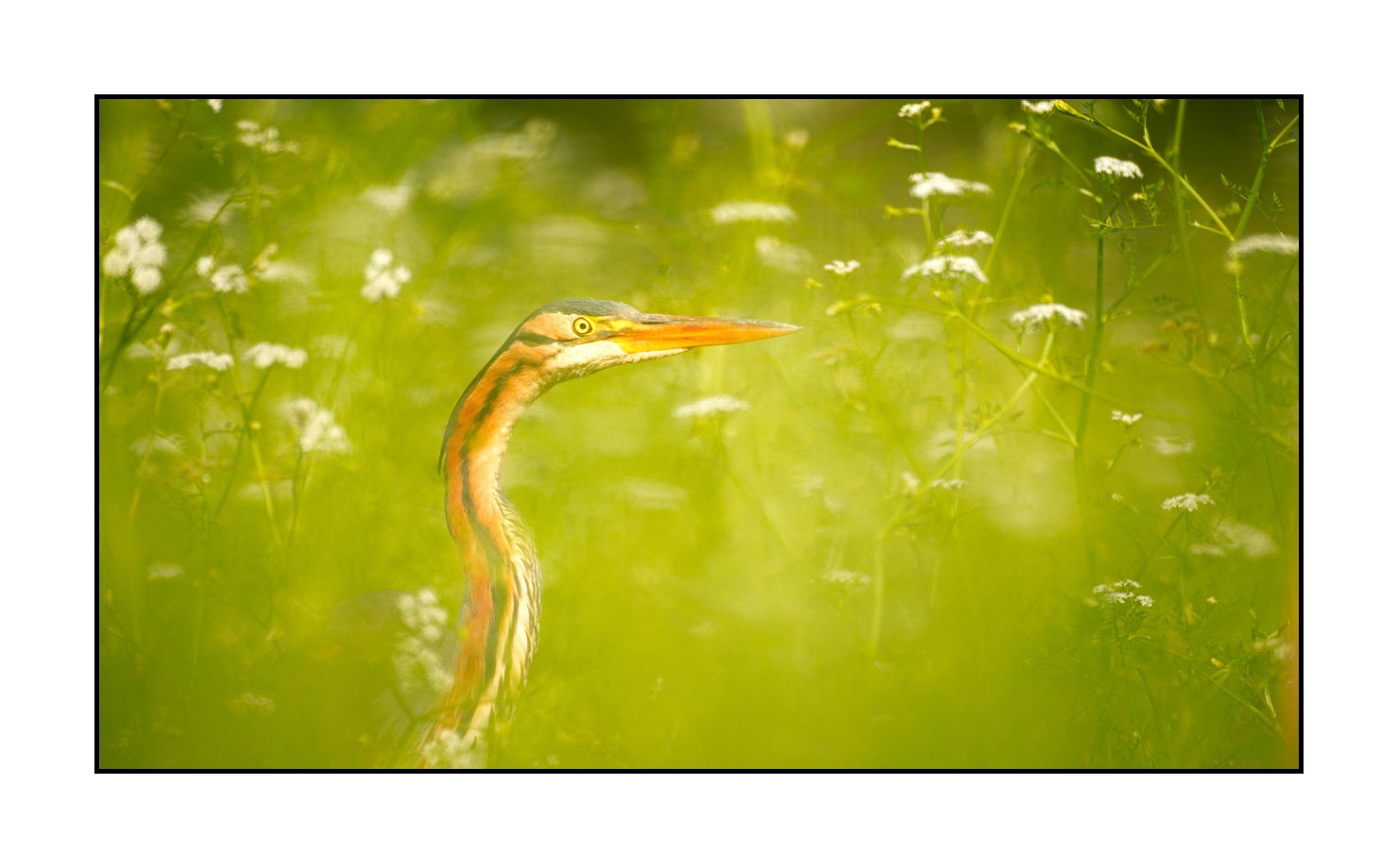 lumieres-et-couleurs/013-herons-pourpres/fr/08-heron-pourpre-160528DOMWIL0270