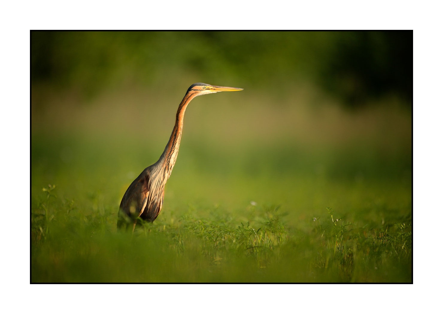 lumieres-et-couleurs/013-herons-pourpres/fr/09-heron-pourpre-160528DOMWIL0285