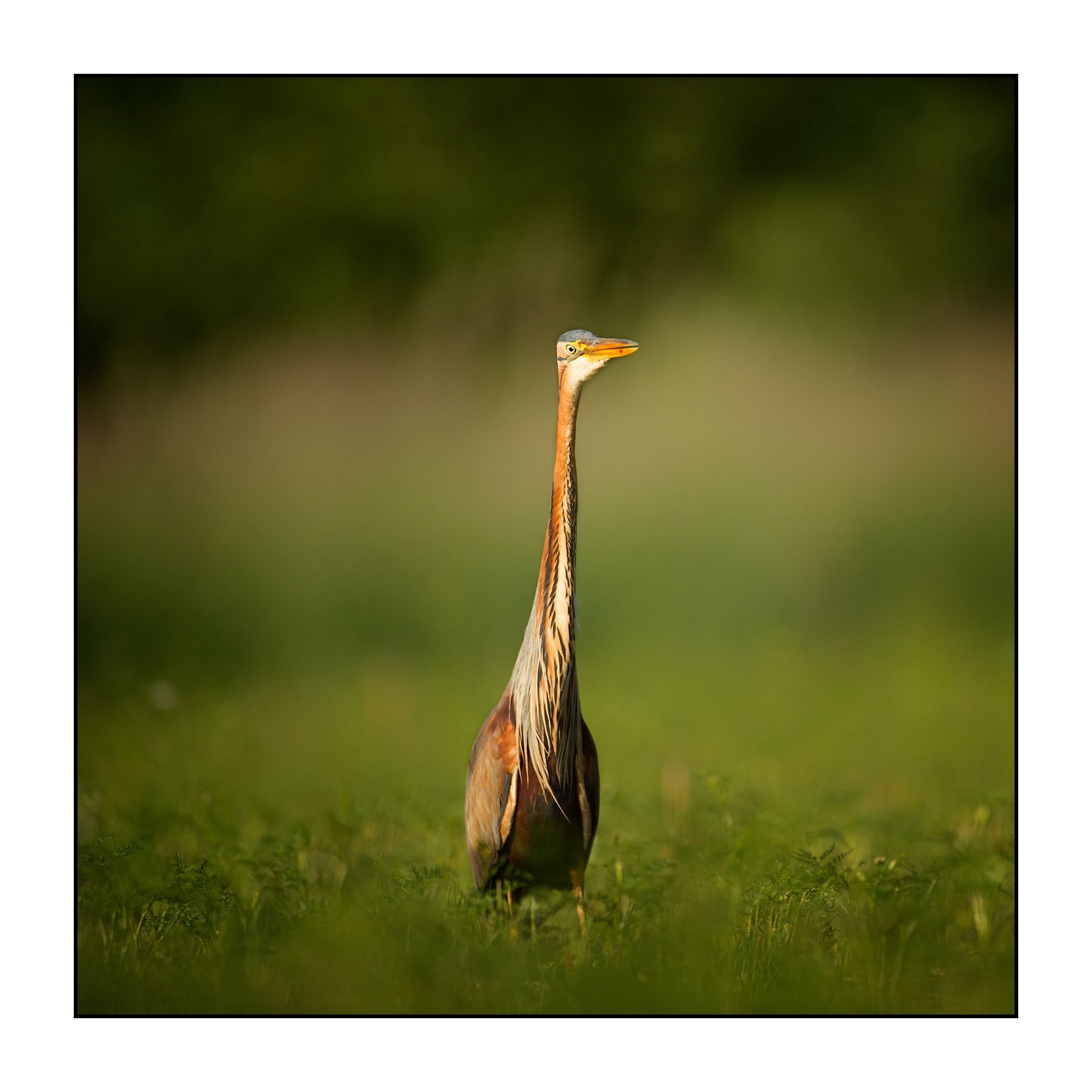 lumieres-et-couleurs/013-herons-pourpres/fr/10-heron-pourpre-160528DOMWIL0291
