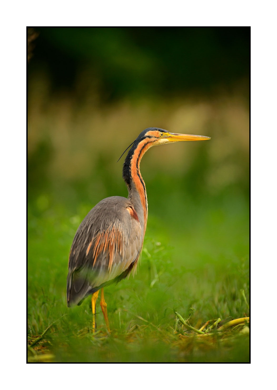 lumieres-et-couleurs/013-herons-pourpres/fr/11-heron-pourpre-160528DOMWIL0124