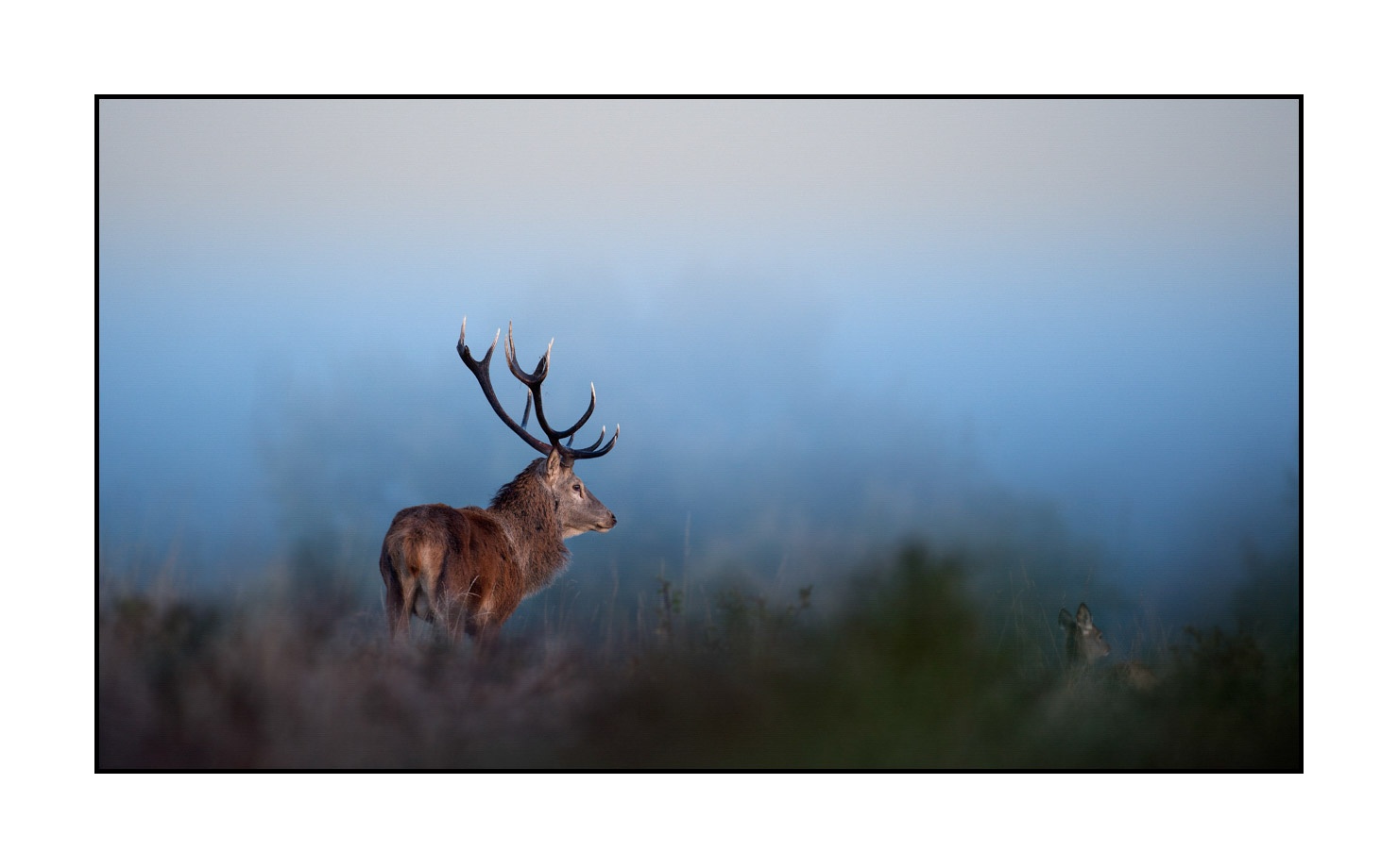 lumieres-et-couleurs/015-cerfs-dans-la-brume/edition-limitee/en/01-red-deer-stag-in-the-mist-160923CHMBRA0206C