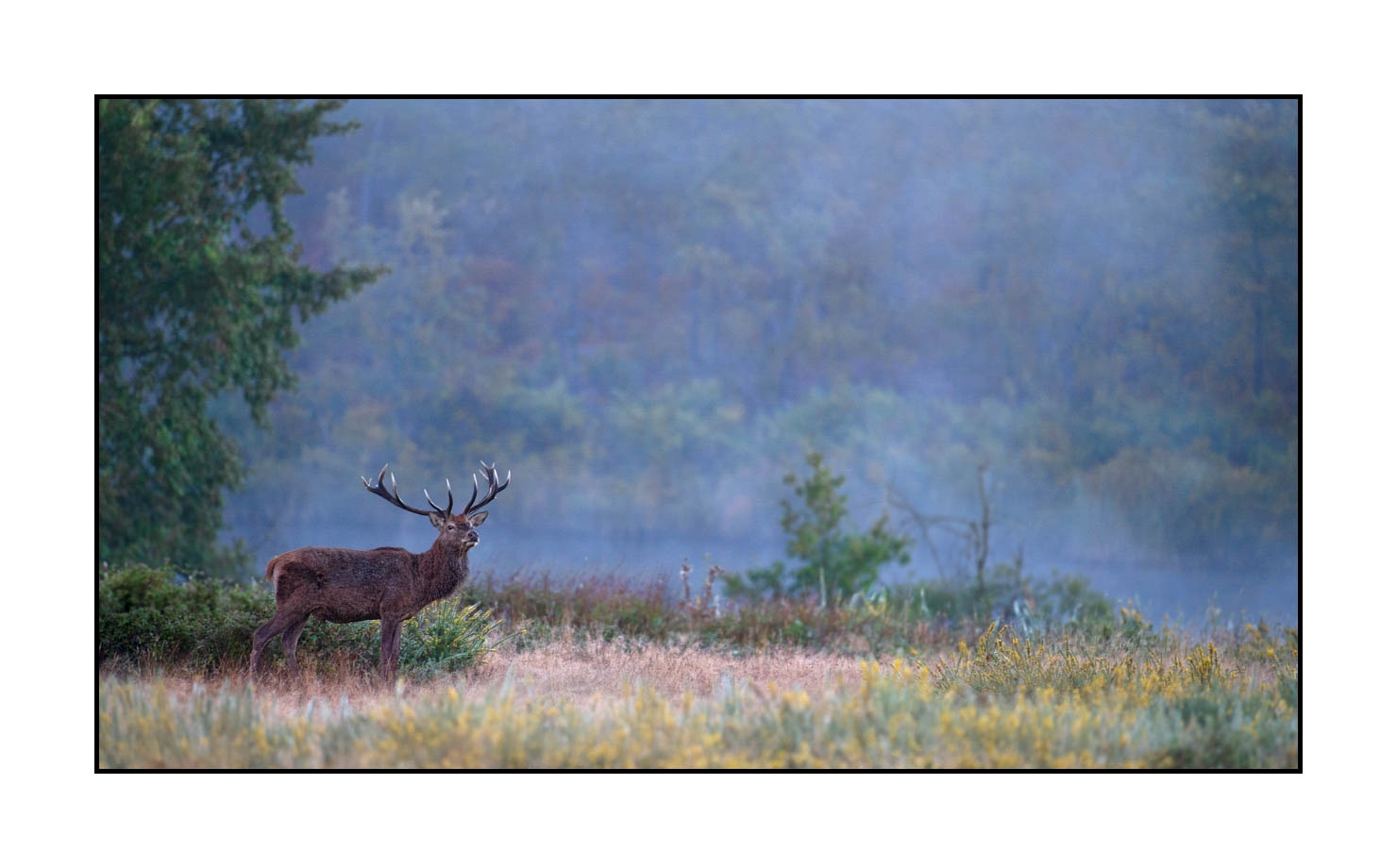 lumieres-et-couleurs/015-cerfs-dans-la-brume/edition-limitee/en/02-red-deer-stag-in-the-mist-160923CHMBRA0394C