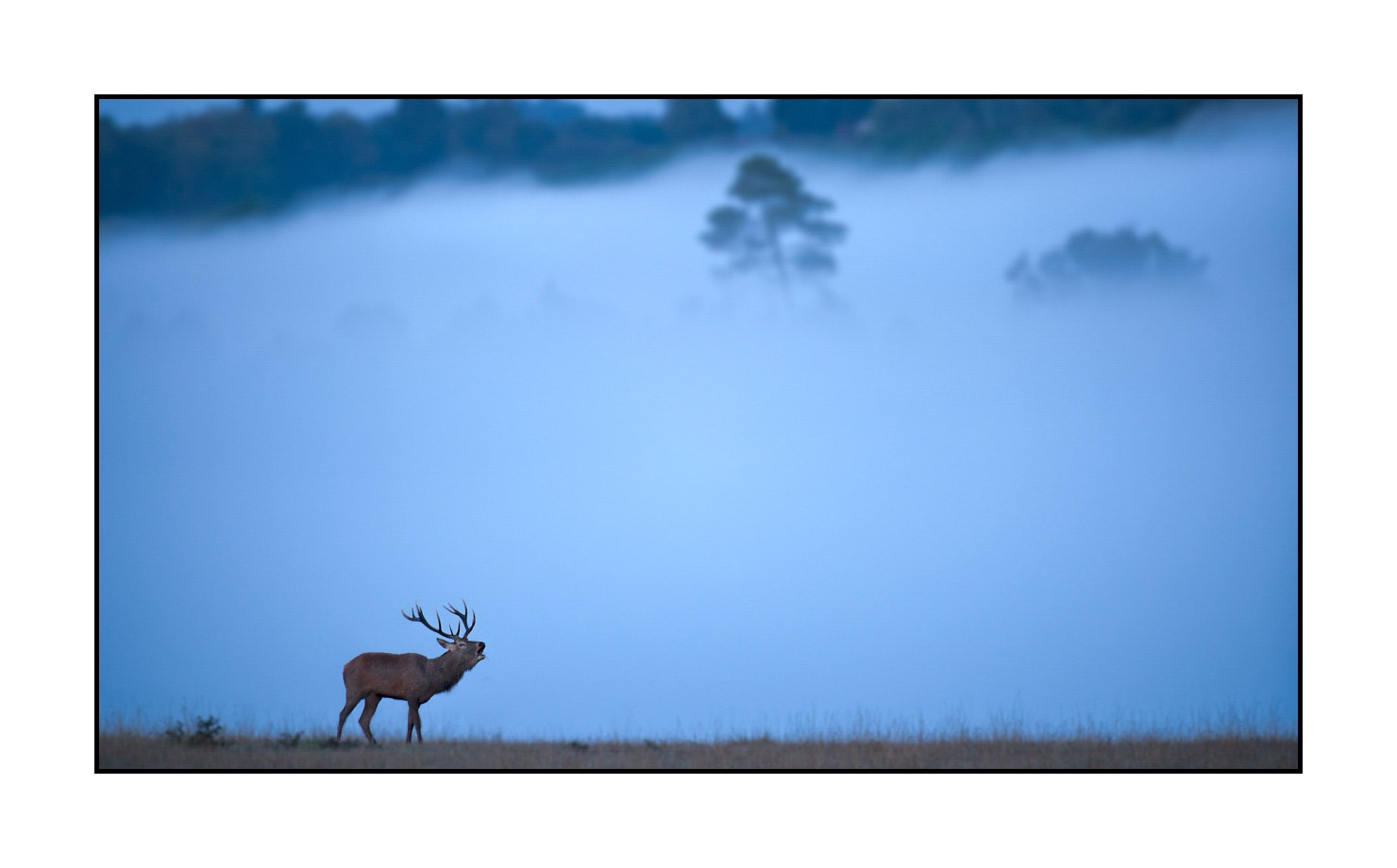 lumieres-et-couleurs/015-cerfs-dans-la-brume/edition-limitee/en/03-red-deer-stag-in-the-mist-160923CHMBRA0186C