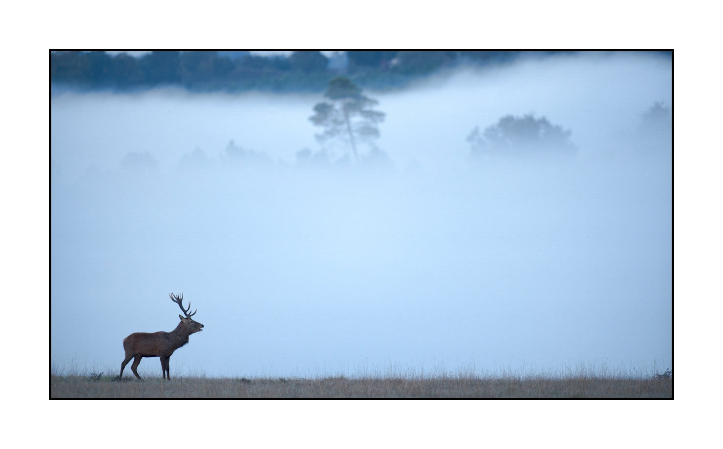 lumieres-et-couleurs/015-cerfs-dans-la-brume/edition-limitee/en/04-red-deer-stag-in-the-mist-160923CHMBRA0195C