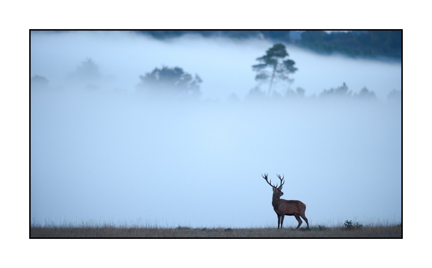 lumieres-et-couleurs/015-cerfs-dans-la-brume/edition-limitee/en/05-red-deer-stag-in-the-mist-160923CHMBRA0199C