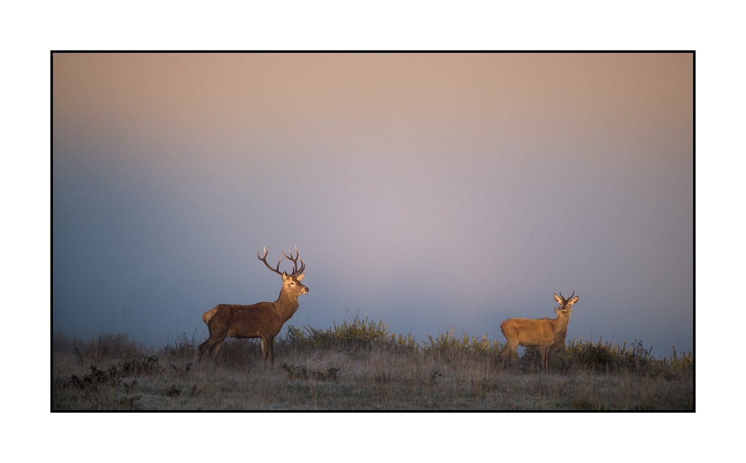 lumieres-et-couleurs/015-cerfs-dans-la-brume/edition-limitee/en/09-red-deer-stag-in-the-mist-160923CHMBRA0273C