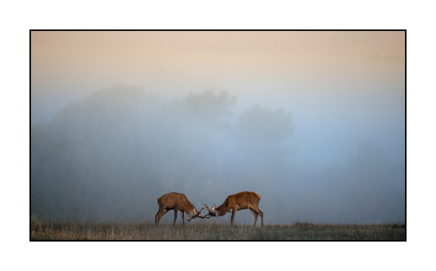 lumieres-et-couleurs/015-cerfs-dans-la-brume/edition-limitee/en/10-red-deer-stag-in-the-mist-160923CHMBRA0283C