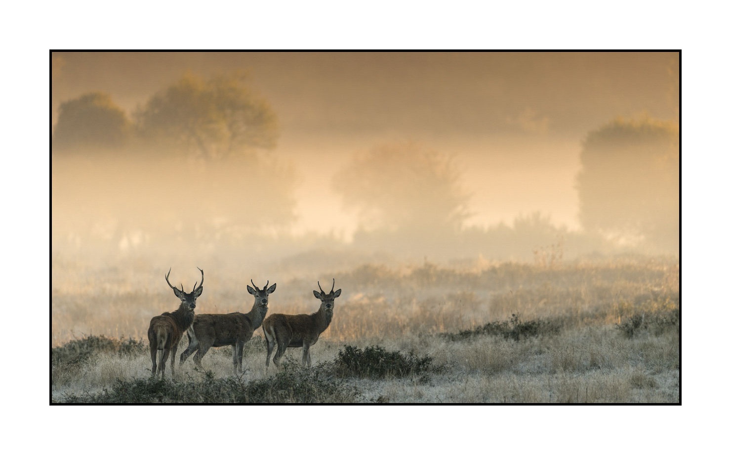 lumieres-et-couleurs/015-cerfs-dans-la-brume/edition-limitee/en/12-red-deer-stag-in-the-mist-160923CHMBRA0320C