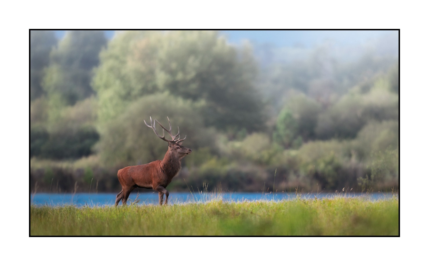 lumieres-et-couleurs/015-cerfs-dans-la-brume/edition-limitee/en/13-red-deer-stag-in-the-mist-20210926BRACHA0047C