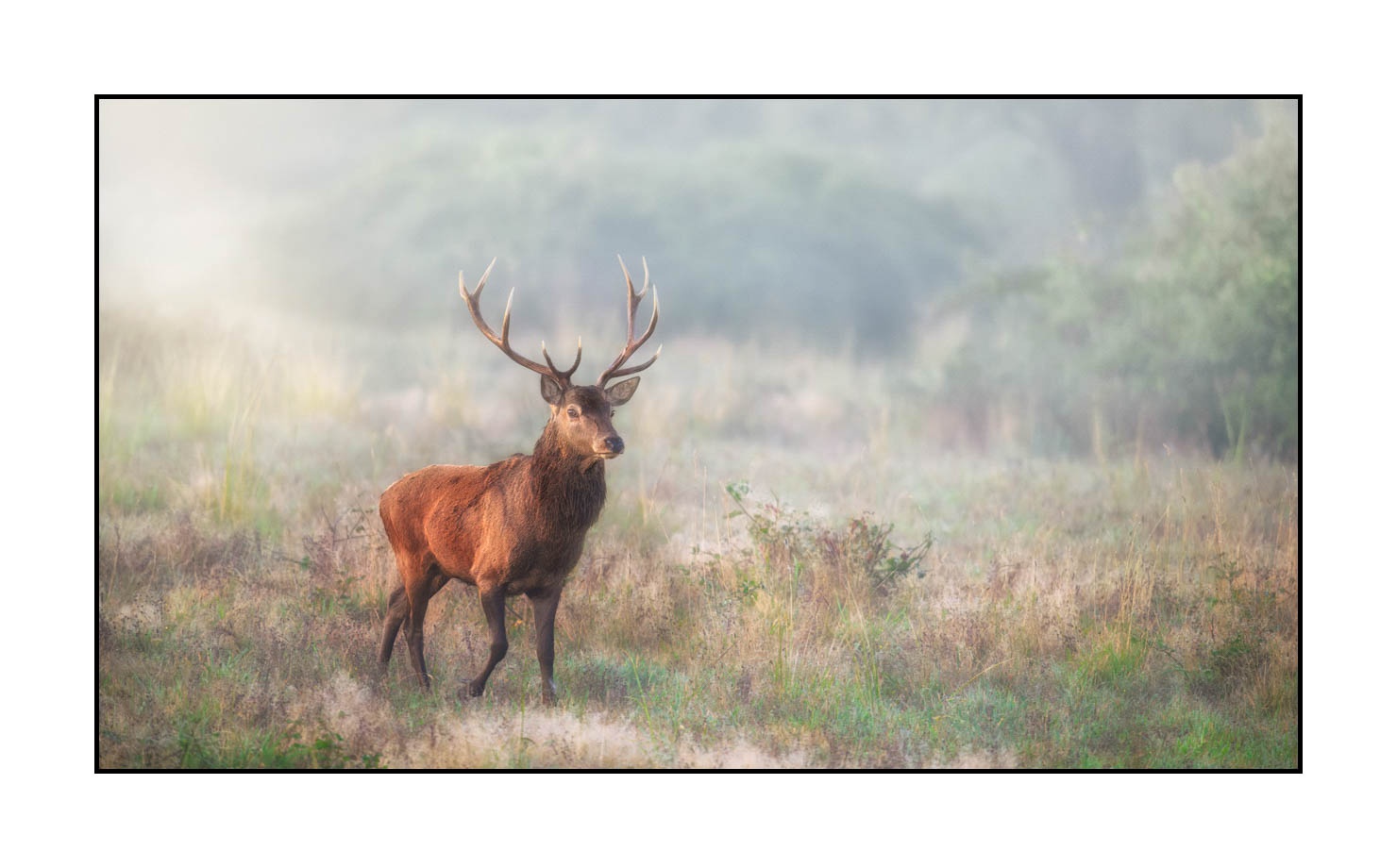 lumieres-et-couleurs/015-cerfs-dans-la-brume/edition-limitee/en/15-red-deer-stag-in-the-mist-20210926BRACHA0251C