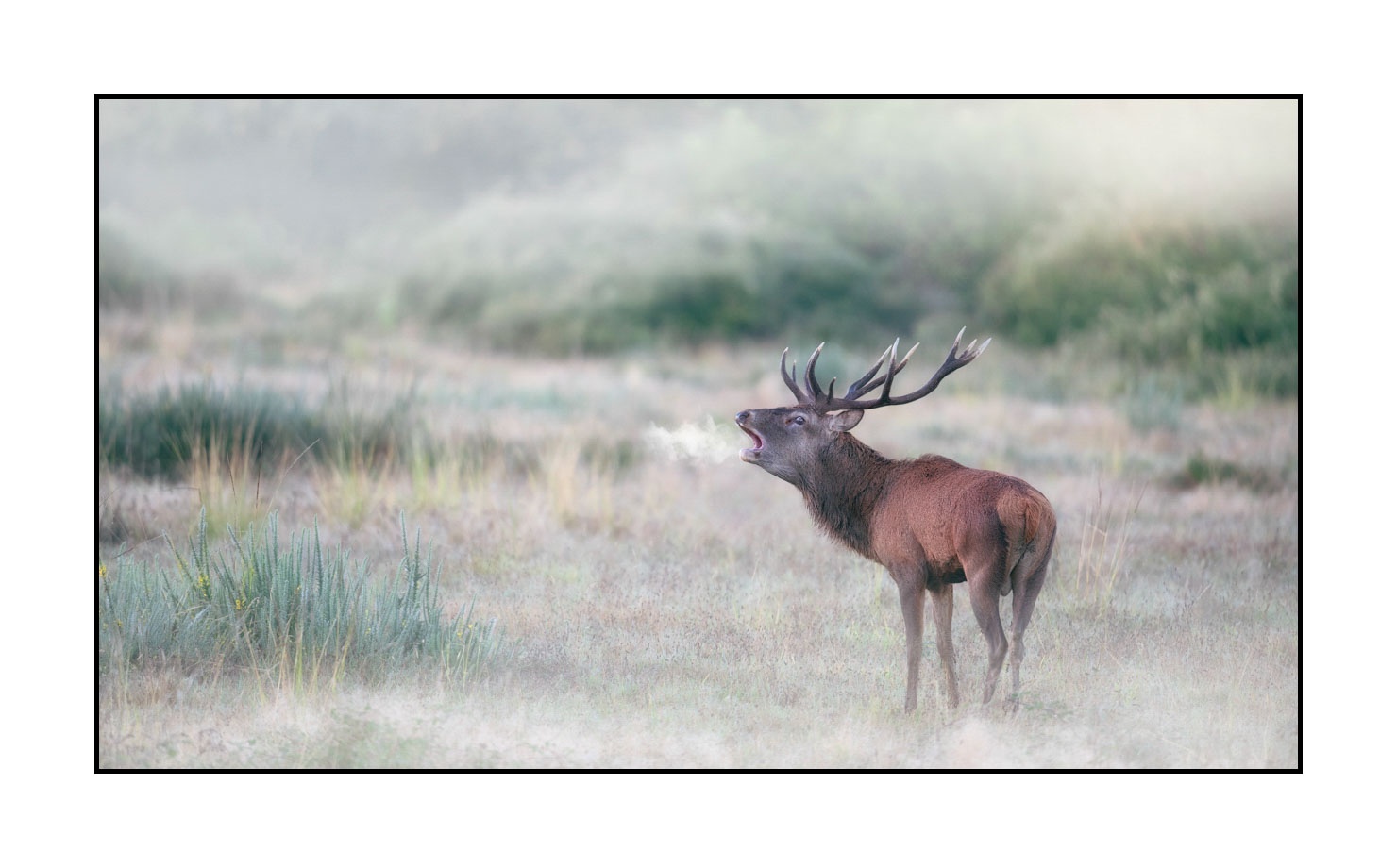 lumieres-et-couleurs/015-cerfs-dans-la-brume/edition-limitee/en/16-red-deer-stag-in-the-mist-20210926BRACHA0339C