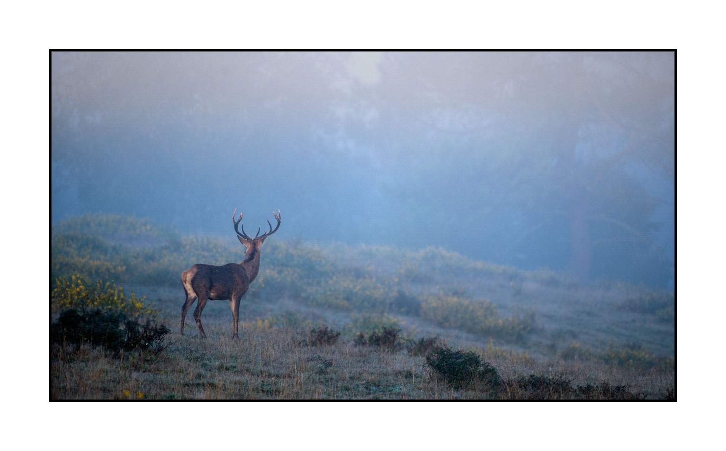 lumieres-et-couleurs/015-cerfs-dans-la-brume/edition-limitee/fr/07-cerf-dans-la-brume-160923CHMBRA0254C