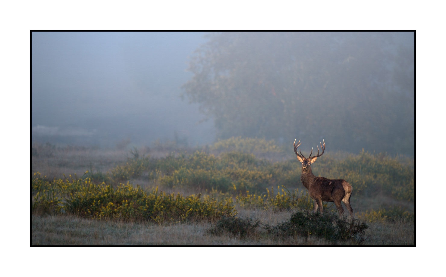 lumieres-et-couleurs/015-cerfs-dans-la-brume/edition-limitee/fr/08-cerf-dans-la-brume-160923CHMBRA0267C