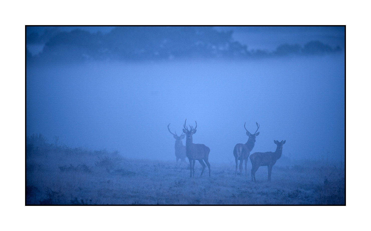 lumieres-et-couleurs/015-cerfs-dans-la-brume/edition-limitee/fr/11-cerf-dans-la-brume-160923CHMBRA0117C