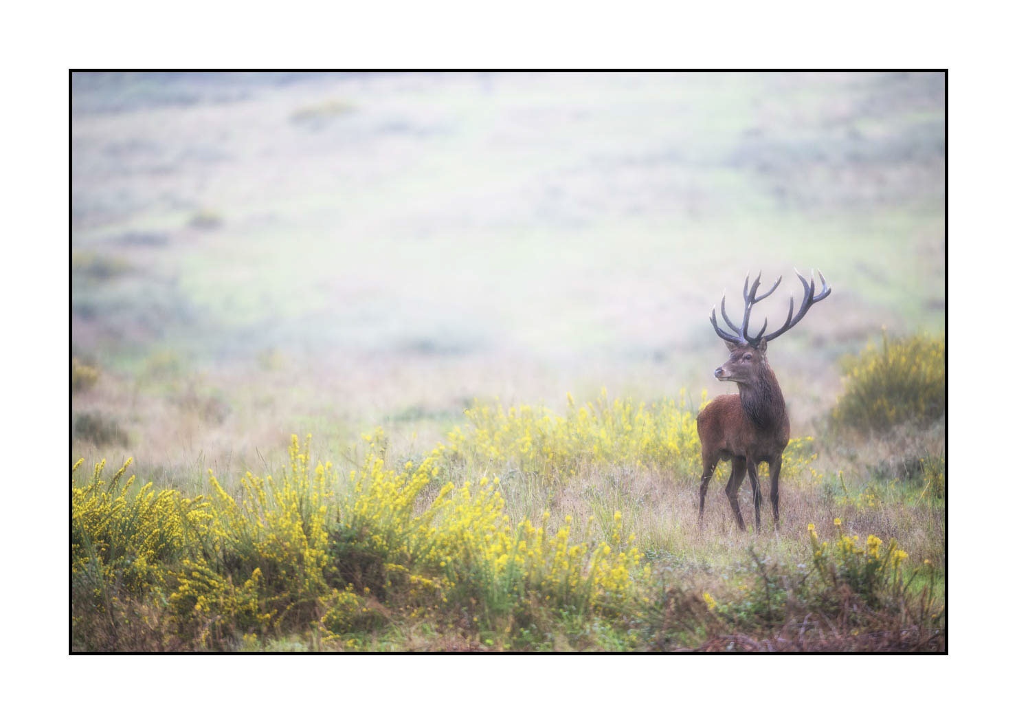lumieres-et-couleurs/015-cerfs-dans-la-brume/edition-ouverte/en/open-edition-1976-32C