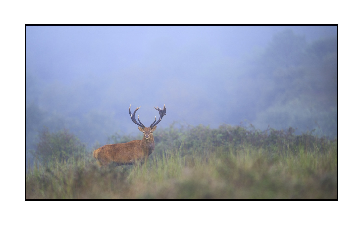 lumieres-et-couleurs/015-cerfs-dans-la-brume/edition-ouverte/en/open-edition-1979-169C