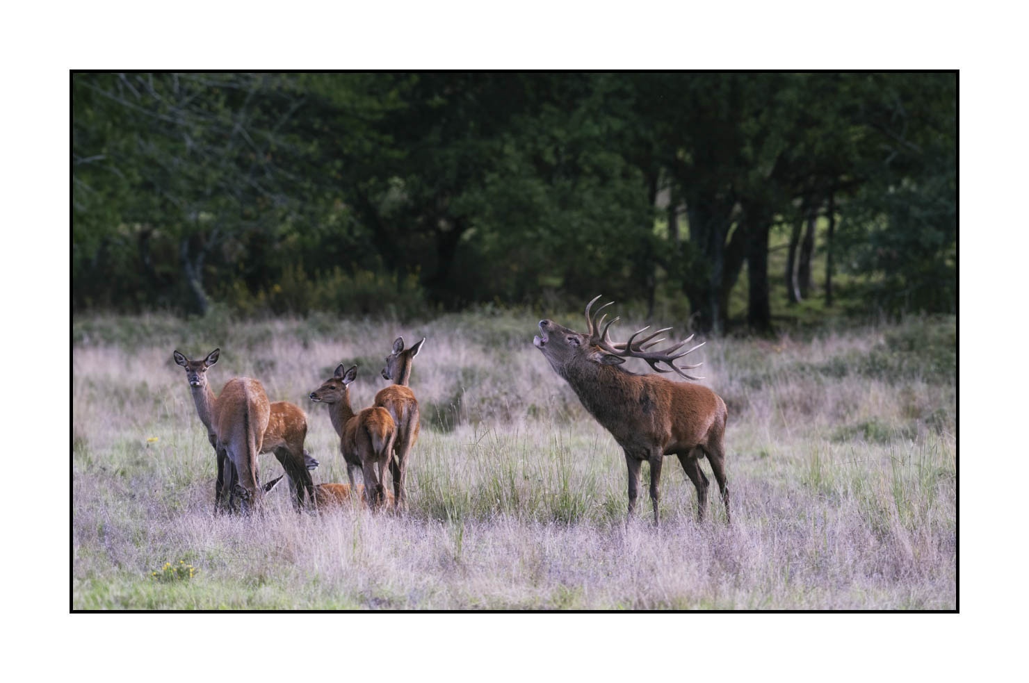 lumieres-et-couleurs/015-cerfs-dans-la-brume/edition-ouverte/en/open-edition-1982-32C
