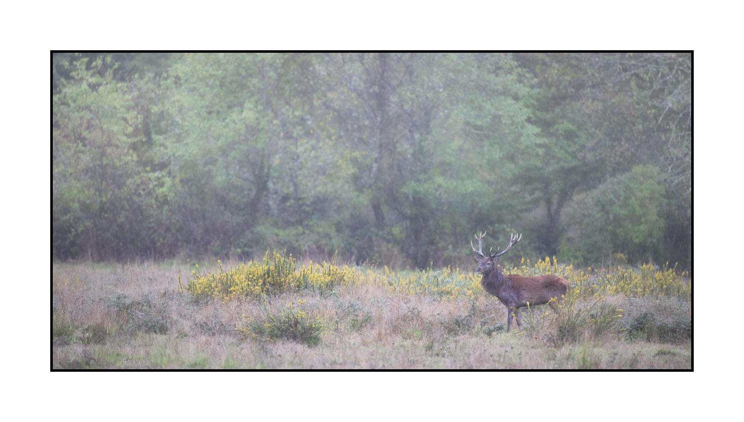 lumieres-et-couleurs/015-cerfs-dans-la-brume/edition-ouverte/en/open-edition-1985-21C