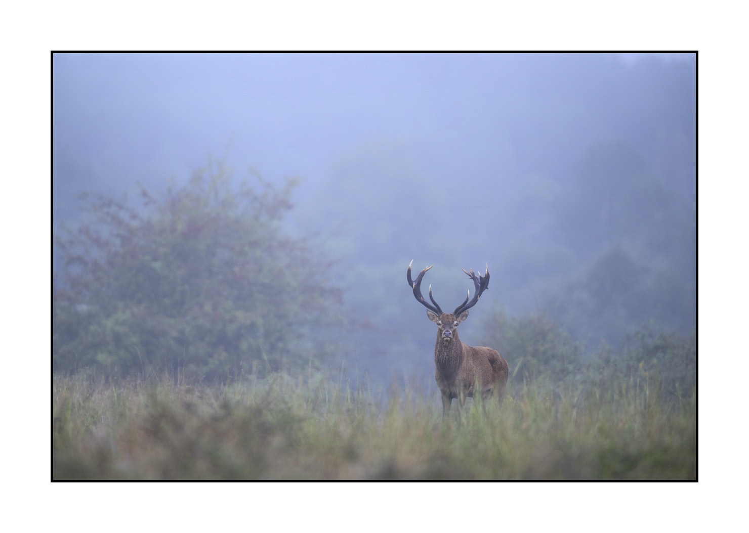 lumieres-et-couleurs/015-cerfs-dans-la-brume/edition-ouverte/en/open-edition-1987-32C