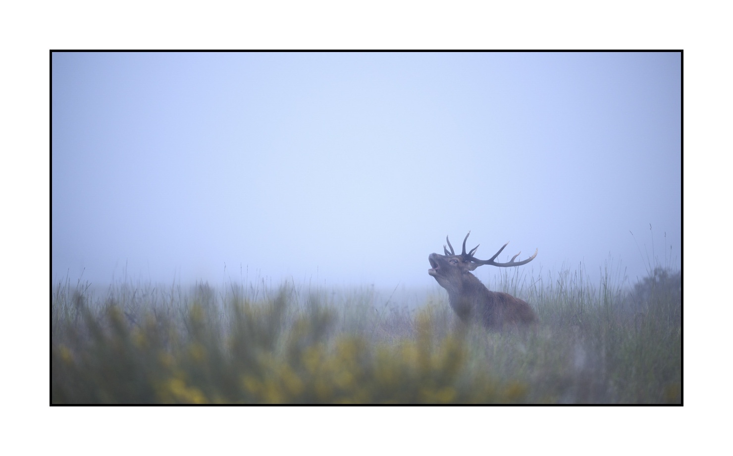 lumieres-et-couleurs/015-cerfs-dans-la-brume/edition-ouverte/en/open-edition-1991-169C