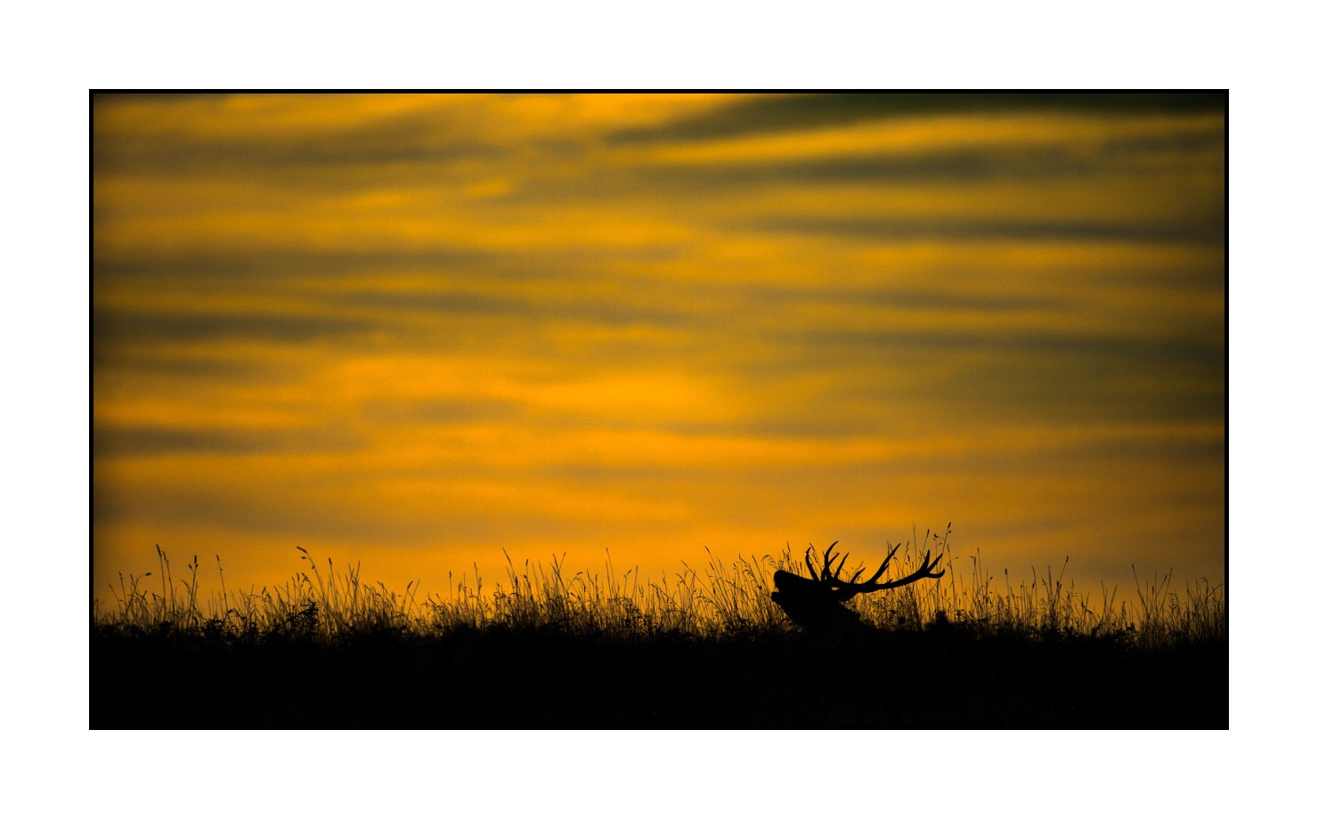 lumieres-et-couleurs/016-silhouettes-de-cerfs-en-couleur/edition-limitee/en/03-silhouette-of-red-deer-stag-160923CHMBRA0937C
